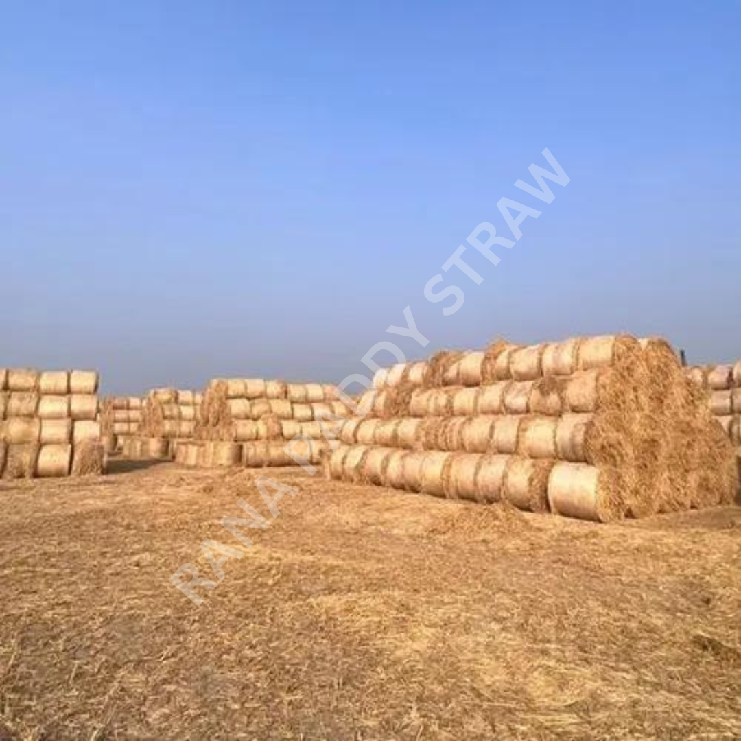 Round Paddy Straw Bales